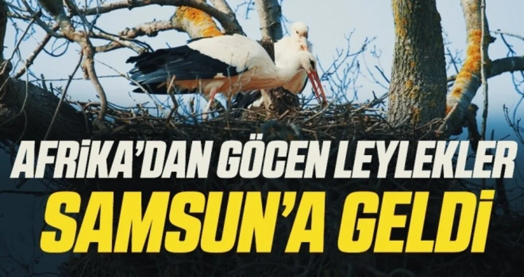 Afrika’dan göcen leylekler Samsun’a geldi