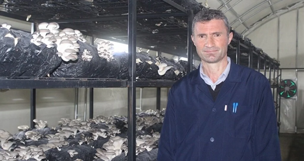 Çarşamba’da istiridye mantarı üretimi artıyor