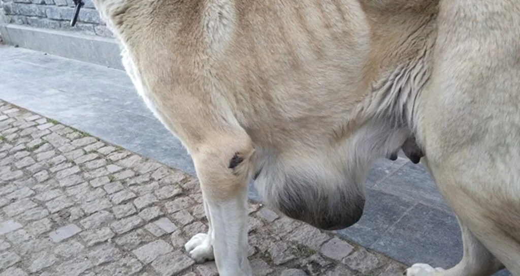 Hasta köpeğe Büyükşehir sahip çıktı