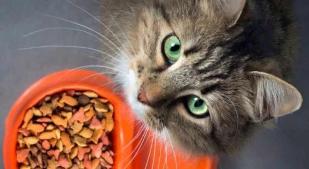 Kedi Maması (Kuru, Açık, Ödül ve Konserve) Seçimi Nasıl Yapılır?