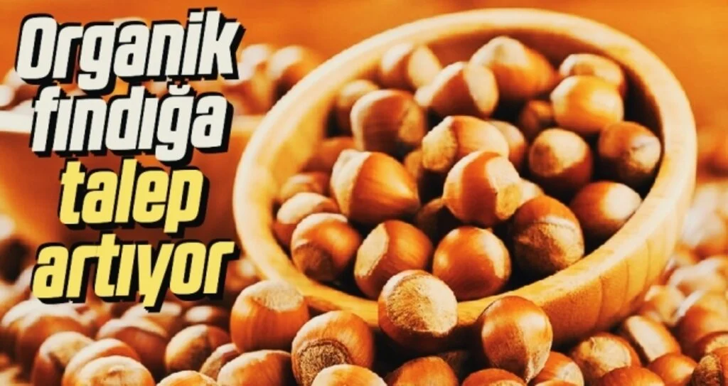 Organik fındığa talep artıyor
