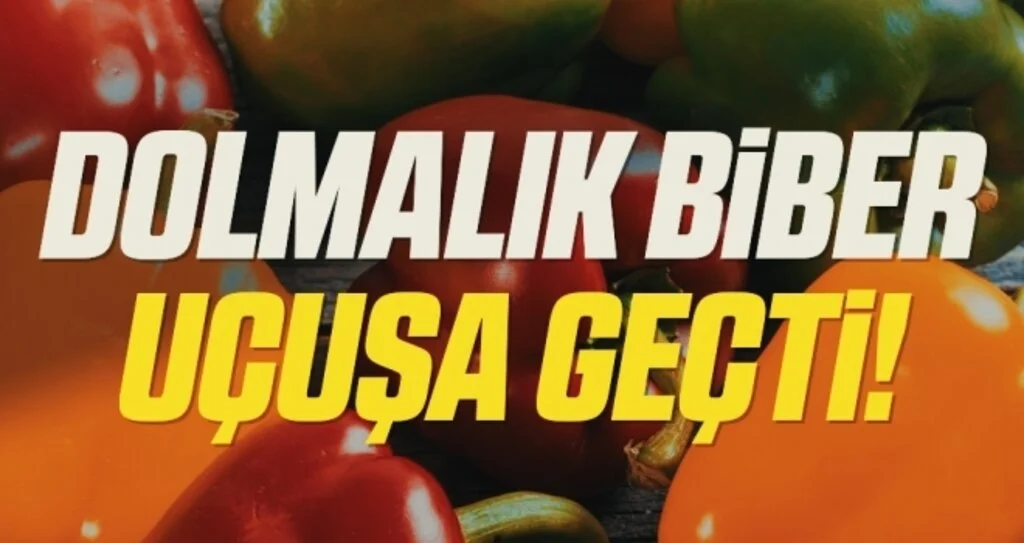 Orta Karadeniz’de en çok dolmalık biberin fiyatı arttı