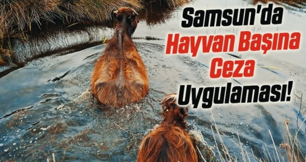 Samsun'da Hayvan Başına Ceza Uygulaması!