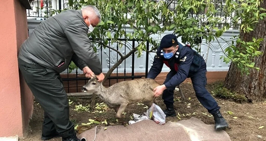 Samsun'da Mehmetçik tarafından yaralı bulunan karaca, milli parklar görevlilerine teslim edildi
