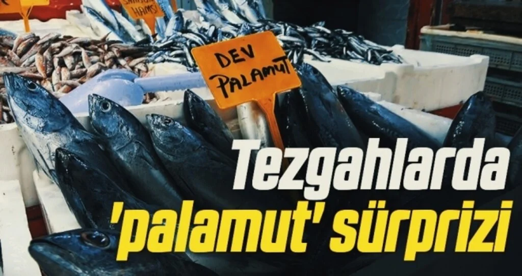 Tezgahlarda 'palamut' sürprizi