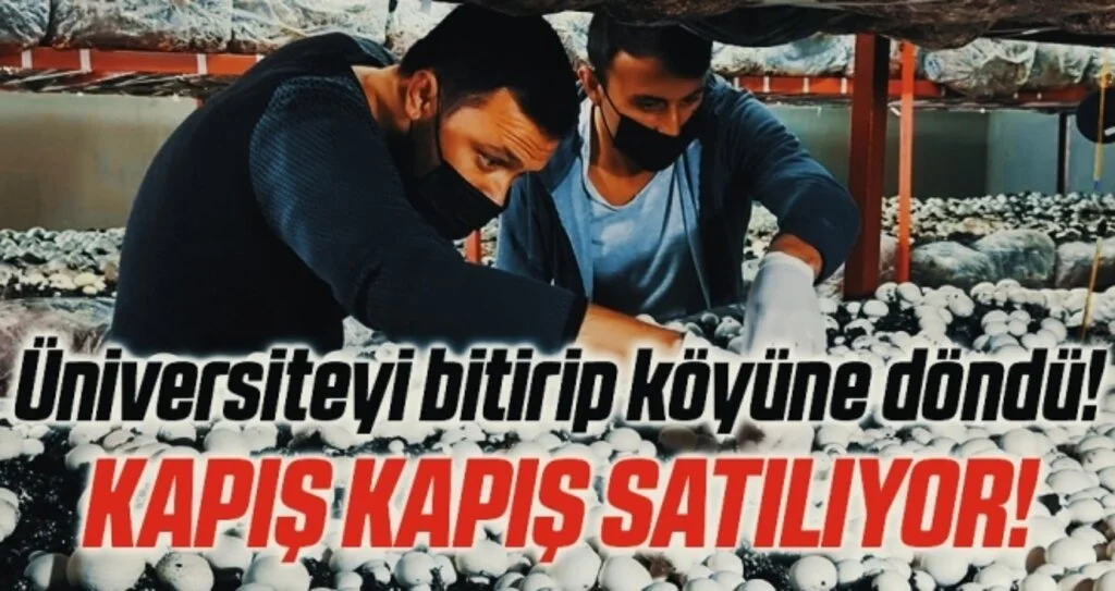 Üniversiteyi bitirip köyüne döndü: Ürettiği mantarlar kapış kapış satılıyor