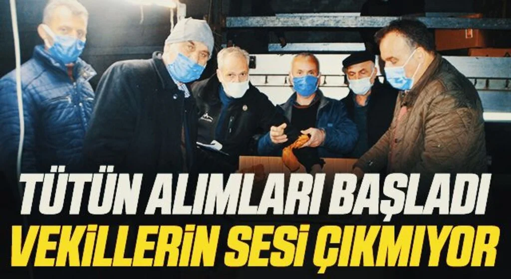 Bafra’da tütün alımları başladı! Vekillerin sesi çıkmıyor!