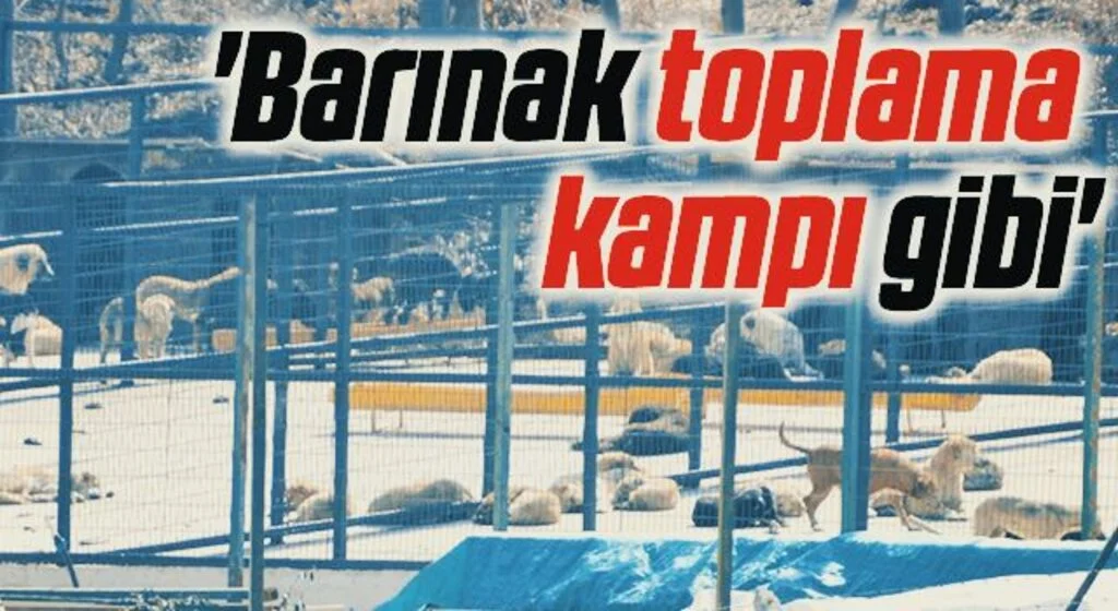 'Barınak toplama kampı gibi'