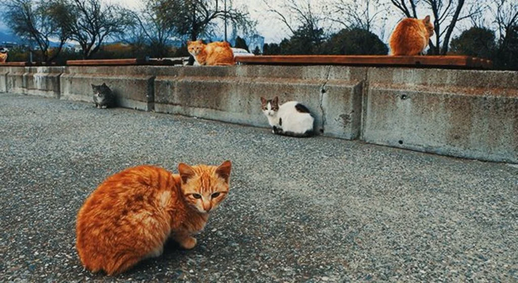 Bu sahilde her yer kedi