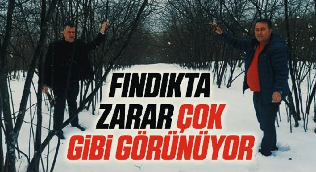 Çarşamba Ziraat Odası Yönetim Kurulu Başkanı Muammer Aydemir: Fındıkta zarar çok gibi görünüyor