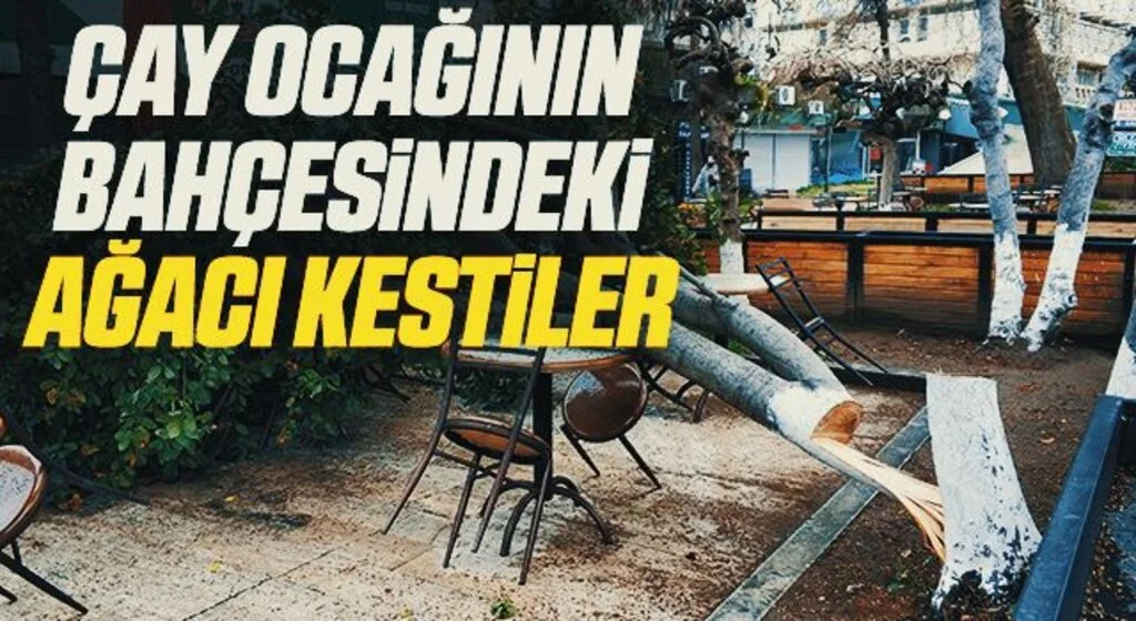 Çay ocağı işletmecisi bahçesindeki ağaç kesilince şikayetçi oldu
