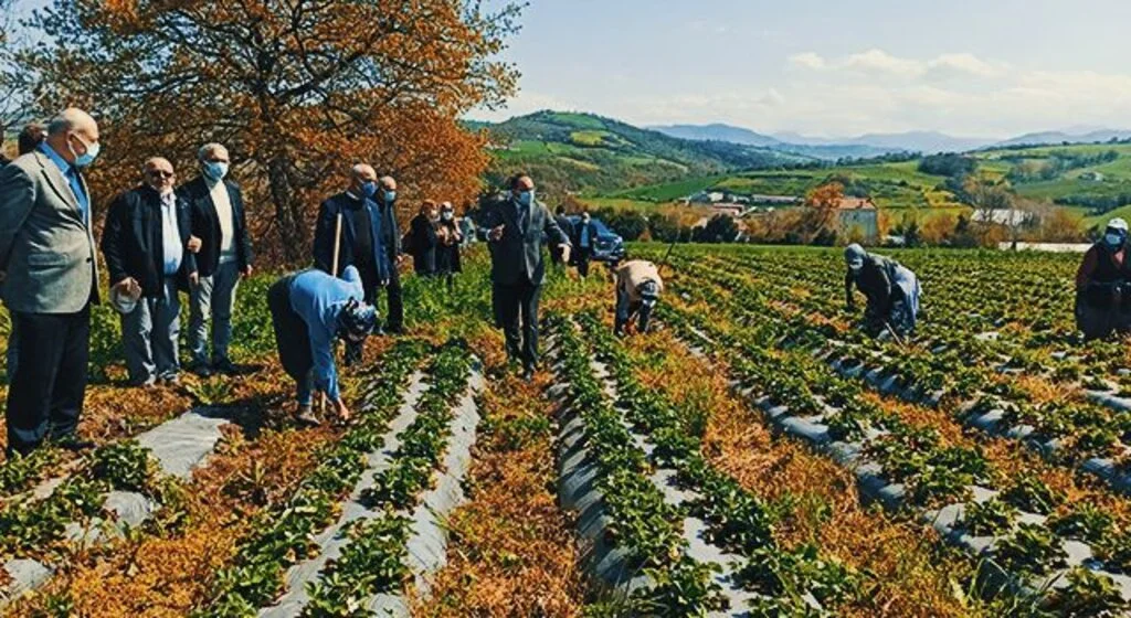 'Elifli çileği' gün sayıyor