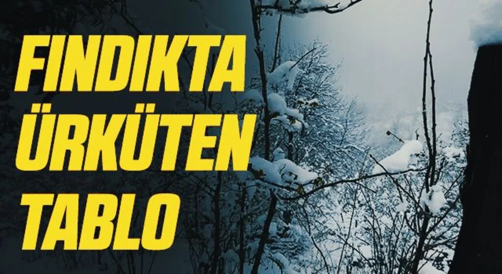 Fındıkta ürküten tablo 