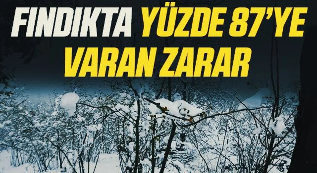 Fındıkta yüzde 87’ye varan zarar tespit edildi