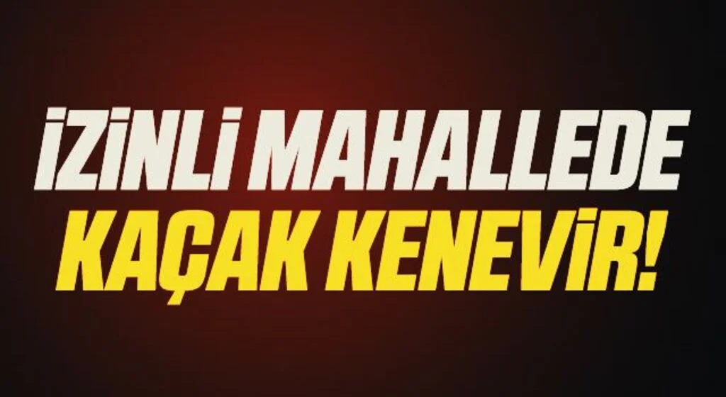 İzinli mahallede kaçak kenevir!