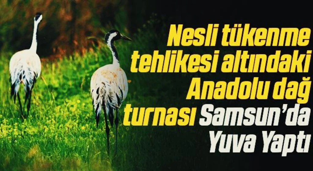 Nesli tükenme tehlikesi altındaki Anadolu dağ turnasının yeni yuva yaptığı belirlendi