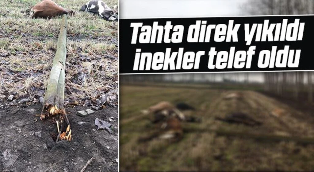 Samsun Terme'de Yıkılan Direk İnekleri Telef Etti