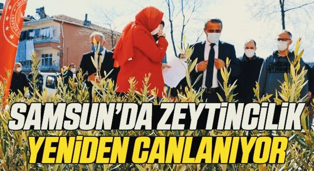 Samsun’da 7 bin 500 zeytin fidanı dikildi: Zeytincilik yeniden canlanıyor