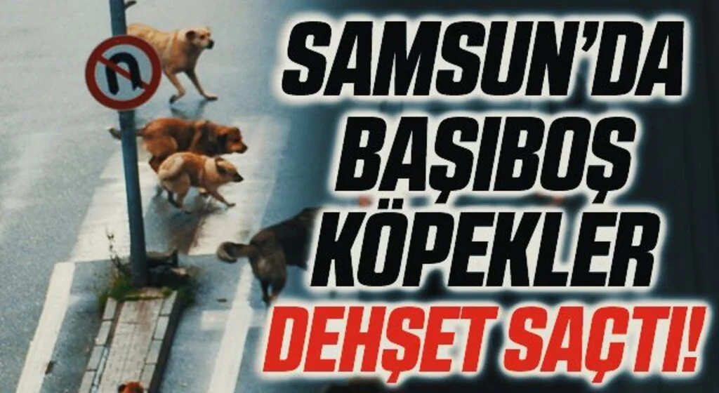 Samsun'da Başıboş köpekler yoldan geçen araçlara saldırdı