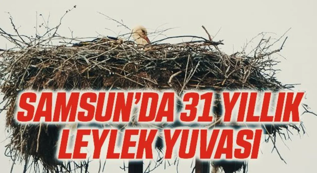 Samsun’da elektrik direğinde 31 yıllık leylek yuvası