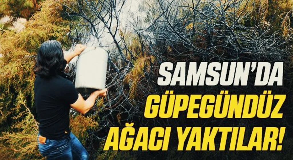 Samsun'da Güpegündüz ağacı yakıp kaçtı