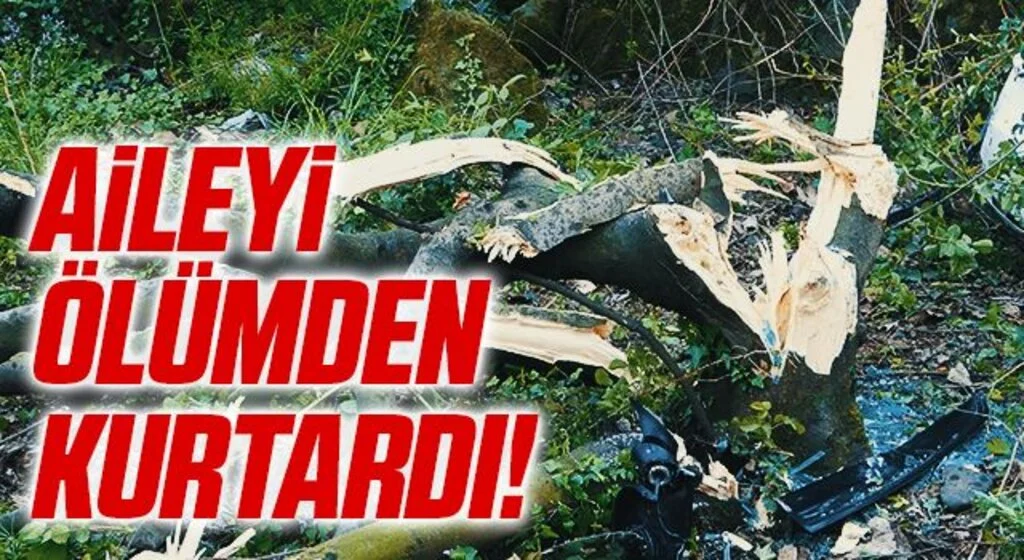Samsun'da şarampole yuvarlanan araçtaki aileyi ölümden incir ağacı kurtardı