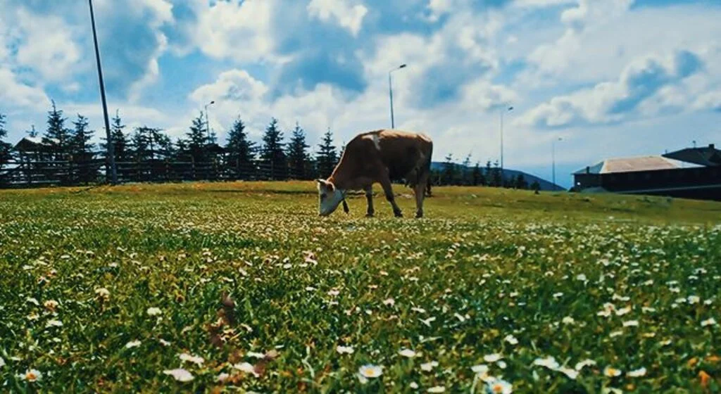 Samsun’da süt sığırcılığı geliştirilecek