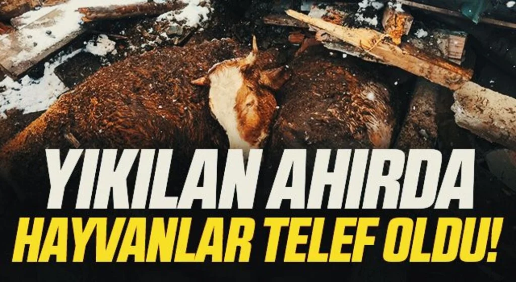 Samsun'da Yağış nedeniyle yıkılan ahırda 3 büyükbaş hayvan telef oldu