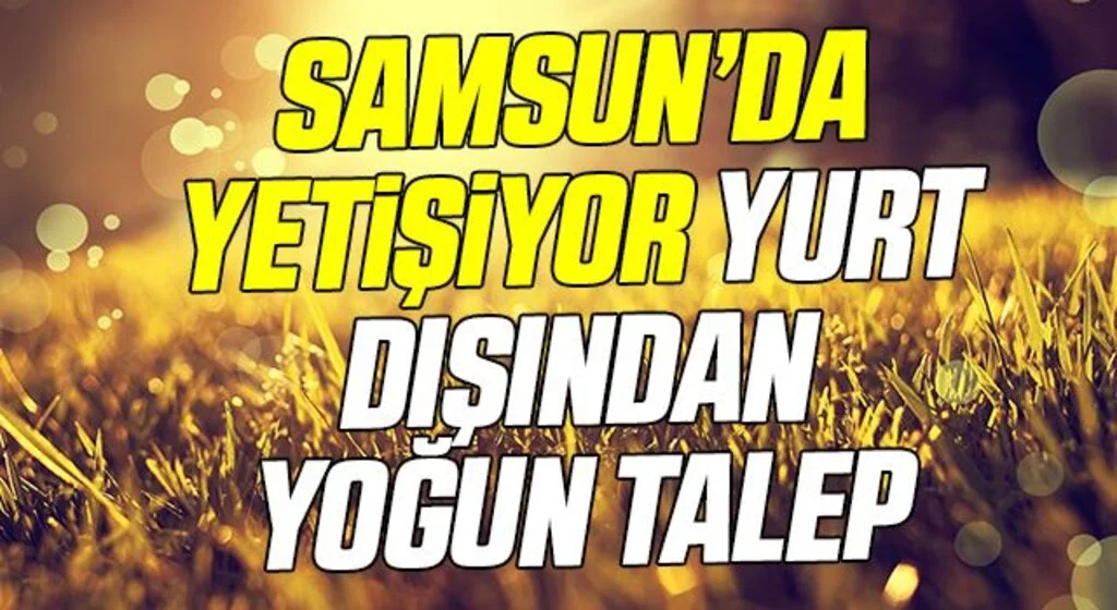 Samsun’da yetişen sebzelere yurt dışından yoğun talep