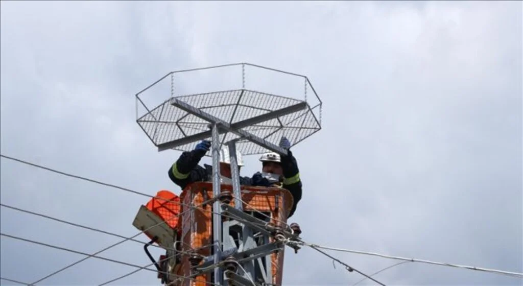 Tekirdağ'da leyleklerin akıma kapılmaması için elektrik direklerine özel platformlar kuruluyor