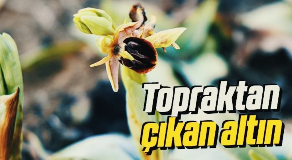Topraktan çıkan altın: “Salep”