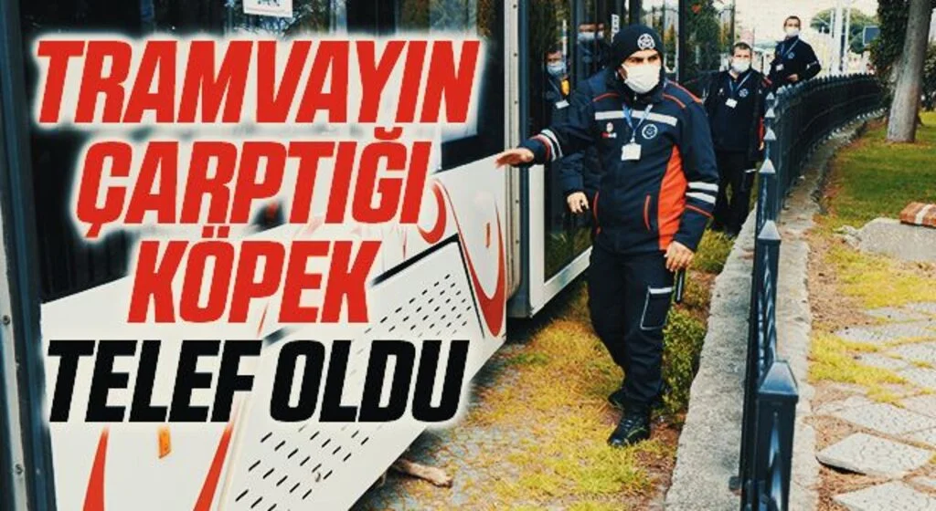 Tramvayın çarptığı köpek telef oldu
