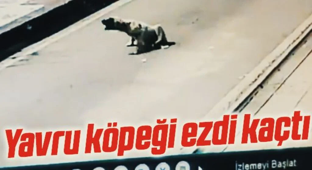 Yavru köpeği ezdi kaçtı