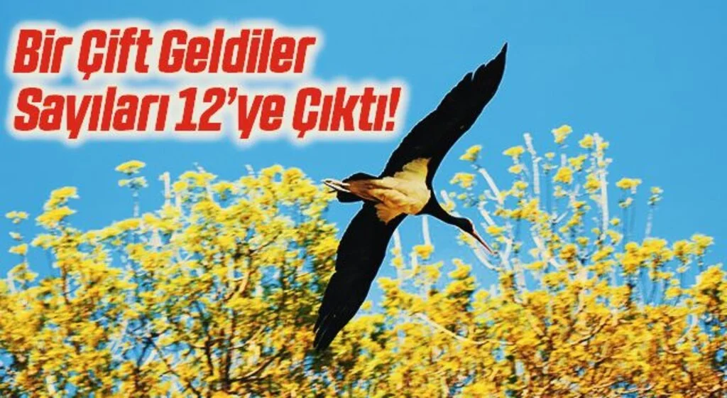 15 yıl önce bir çift olarak gelen kara leyleklerin sayısı 12’ye çıktı