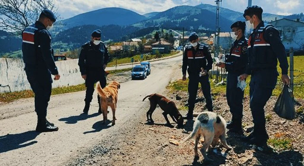 Aç kalan sokak hayvanlarını jandarma besliyor