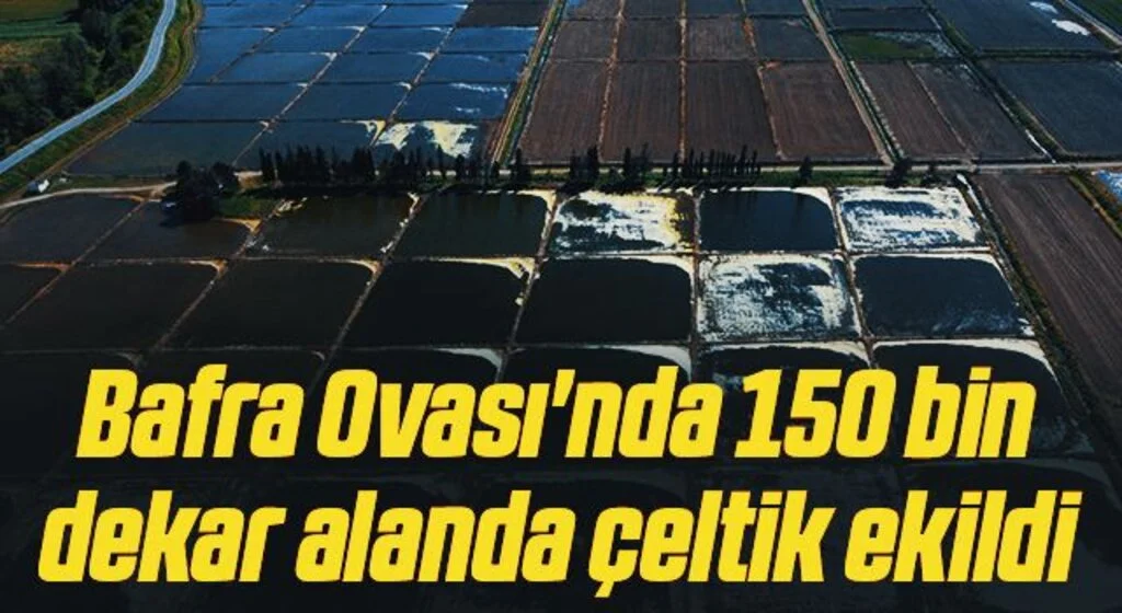 Bafra Ovası'nda 150 bin dekar alanda çeltik ekildi