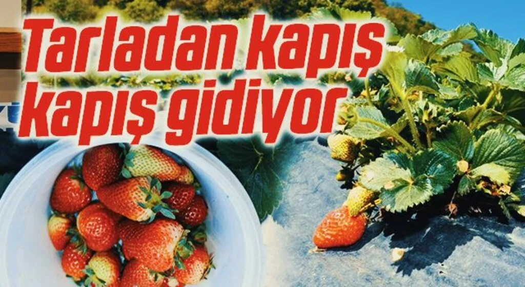 Bu çilekler pazara inmeden tarladan kapış kapış gidiyor