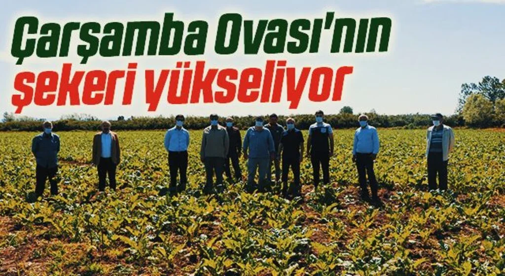Çarşamba Ovası'nın şekeri yükseliyor