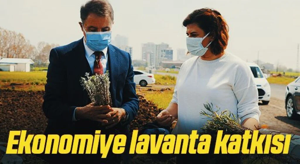 Ekonomiye lavanta katkısı