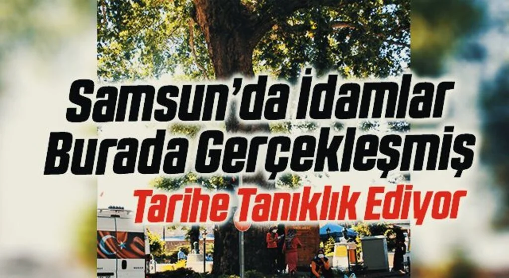 İdamların yapıldığı 2,5 asırlık çınar tarihe tanıklık ediyor
