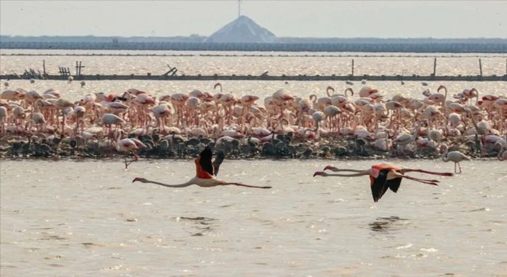 İzmir'deki 'flamingo adası' kuluçkaya yatan binlerce allı turnaya kucak açtı