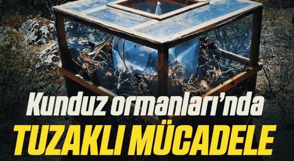 Kunduz Ormanları’nda zararlı böcekler arttı, tuzaklı mücadele başladı