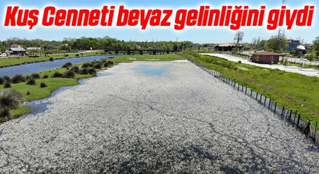Kuş Cenneti beyaz gelinliğini giydi