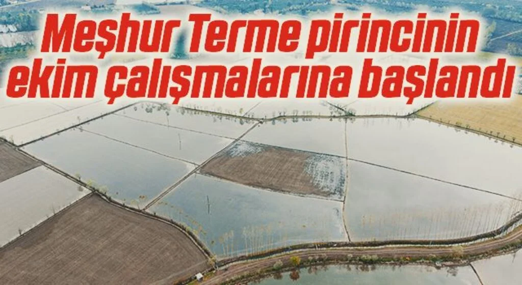 Meşhur Terme pirincinin ekim çalışmalarına başlandı