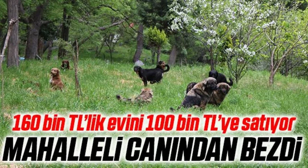 Mezarlığa dadanan köpekler mahalleliyi canından bezdirdi