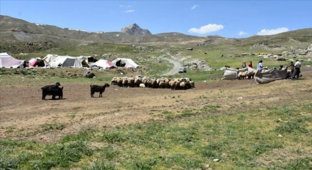 Muş ve Hakkari'nin huzurlu yaylaları göçerlerin vazgeçilmezi oldu