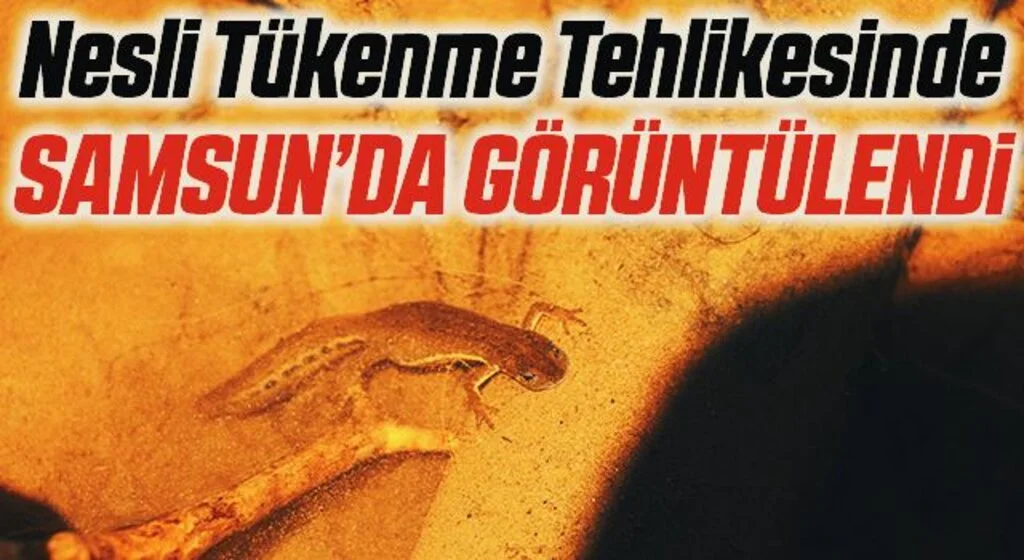 Nesli tükenme tehlikesinde olan "su semenderleri" görüntülendi
