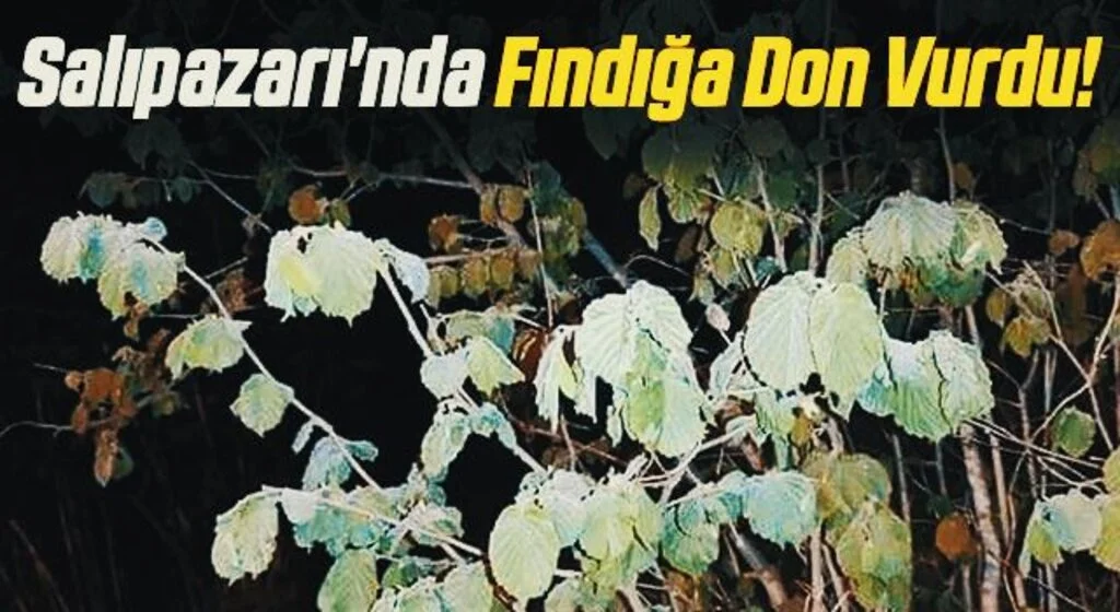 Salıpazarı'nda Fındığa Don Vurdu!