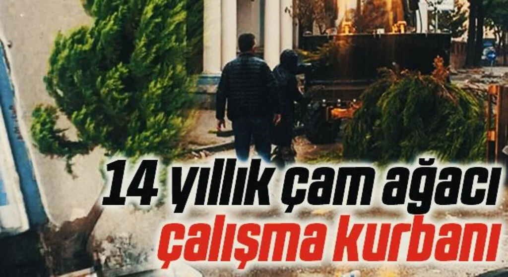 Samsun'da 14 Yıllık Çam Ağacı Çalışma Kurbanı