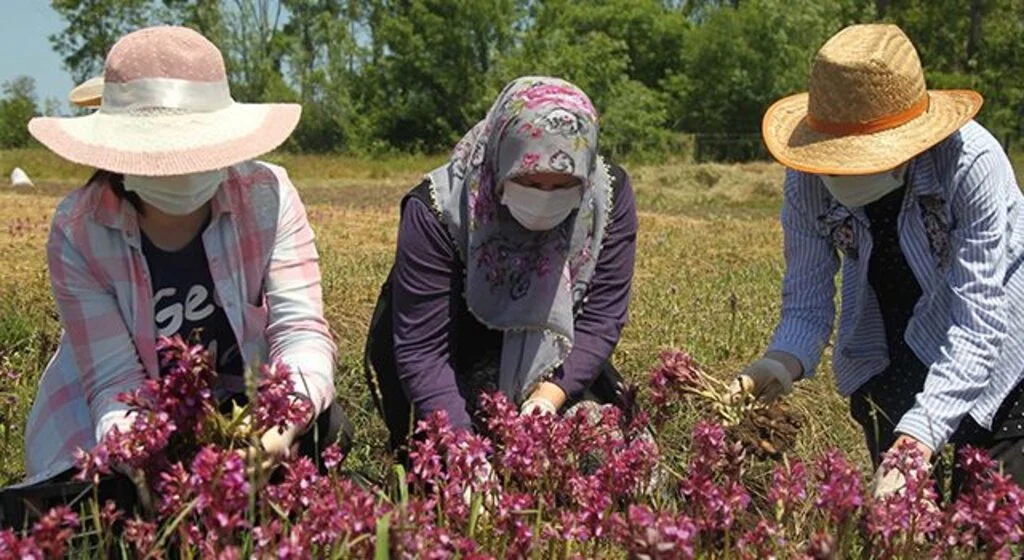 Samsun'da çiftçinin yeni gelir kapısı "salep orkidesi"nin hasadı başladı